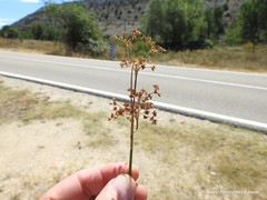 Juncus striatus