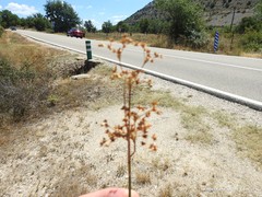 Juncus striatus