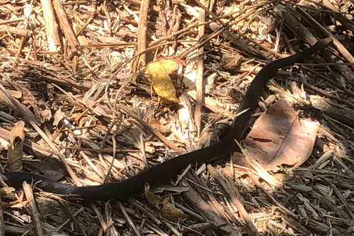 Eastern Brown Snake sighting