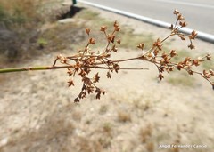 Juncus striatus