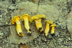 Cantharellus chicagoensis