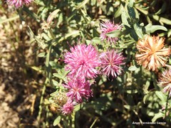 Centaurea scabiosa cephalariifolia