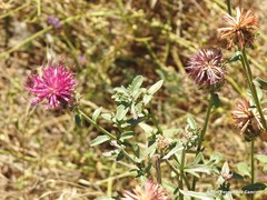 Centaurea scabiosa cephalariifolia