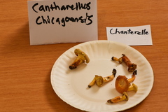 Cantharellus chicagoensis