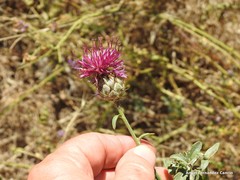 Centaurea scabiosa cephalariifolia