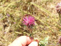 Centaurea scabiosa cephalariifolia
