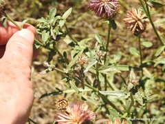 Centaurea scabiosa cephalariifolia