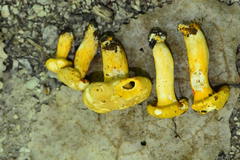 Cantharellus chicagoensis