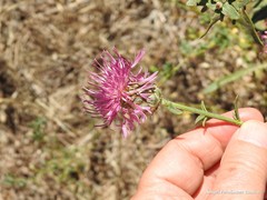Centaurea scabiosa cephalariifolia