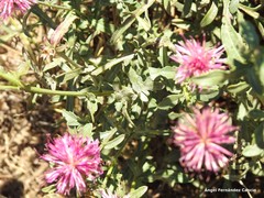 Centaurea scabiosa cephalariifolia