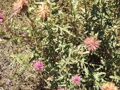 Centaurea scabiosa cephalariifolia