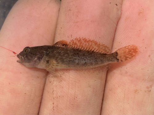 Marbled sculpin (Cottus klamathensis) — Cottidae