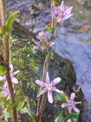 Tricyrtis hirta