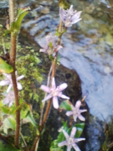 Tricyrtis hirta