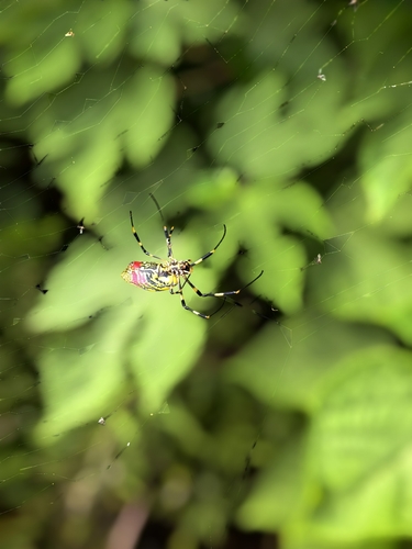 Joro Spider