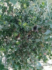 Tristerix corymbosus