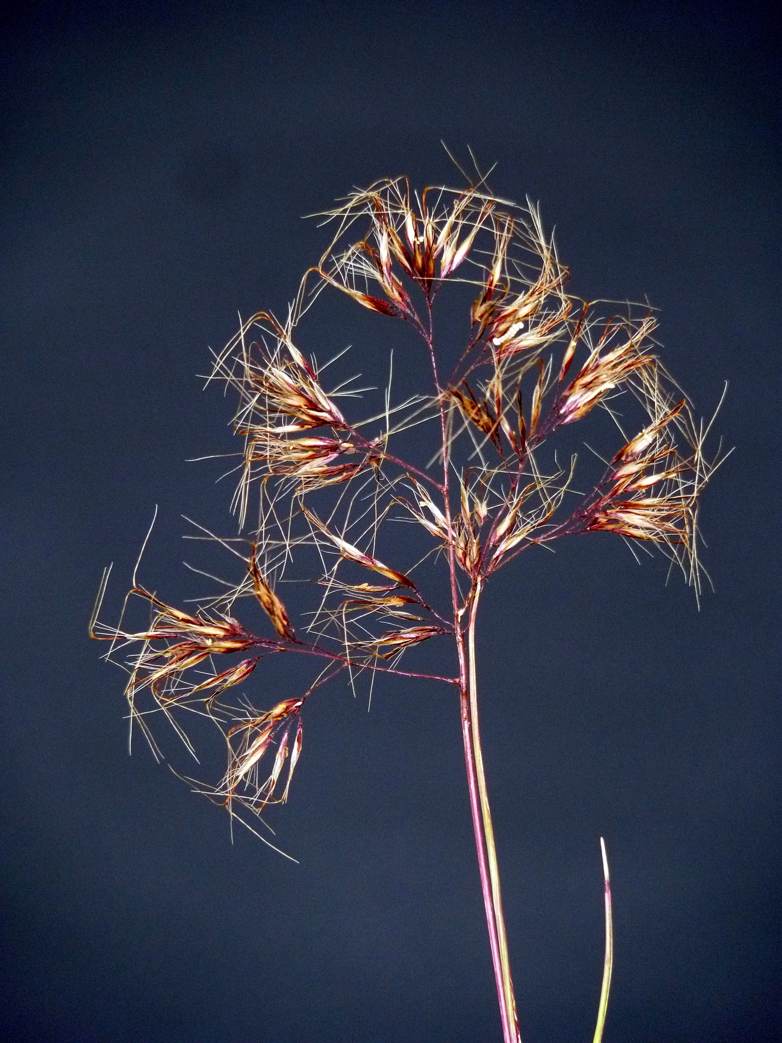 Pentameris scabra