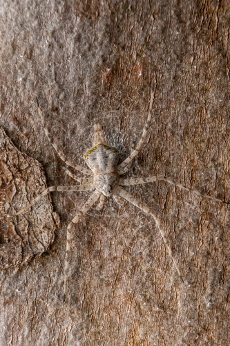 Iviraiva pachyura