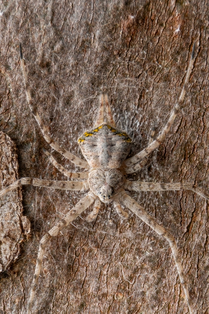 Iviraiva pachyura