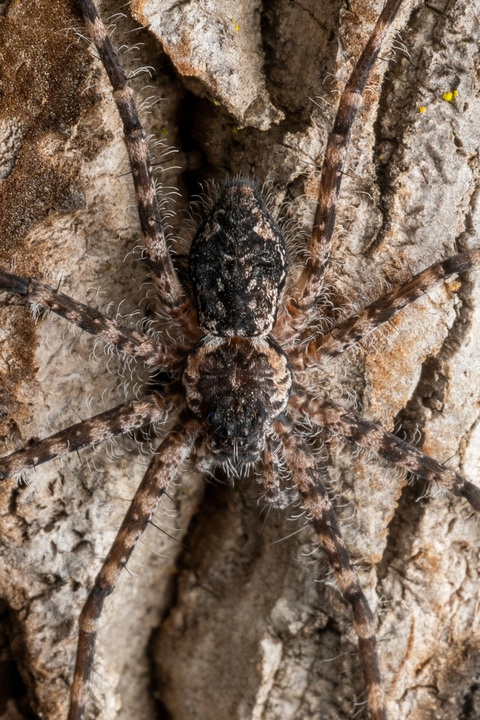 Syntrechalea brasilia