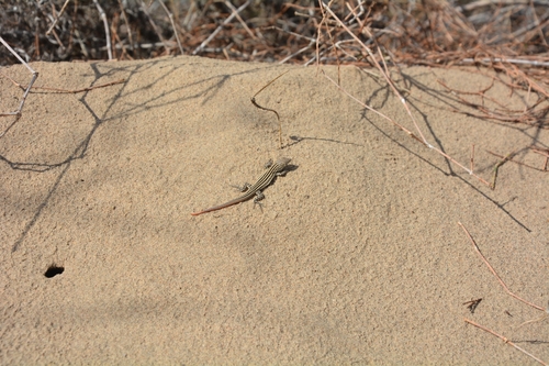 Rapid Racerunner
