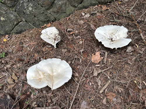 Aspropaxillus giganteus