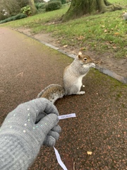 Sciurus carolinensis