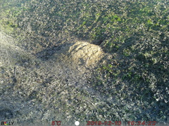 Sciurus carolinensis