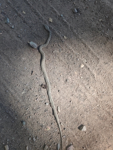Spotted Whip Snake