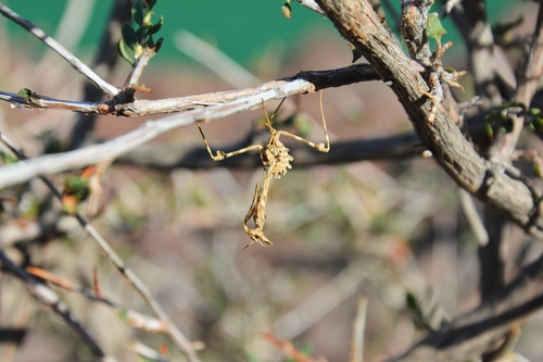 Empusa pennicornis