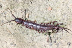 Lithobius castaneus