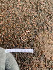 Lumbricidae