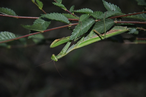 European Mantis
