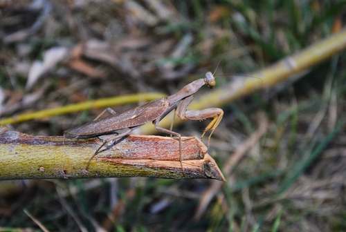 Hierodula tenuidentata