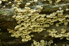 Clitocybula abundans