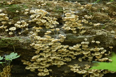 Clitocybula abundans