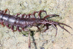 Lithobius castaneus