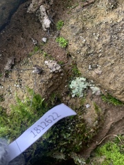 Bryopsida