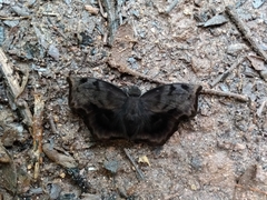 Achlyodes busirus