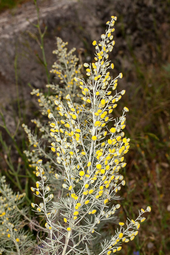 Tree wormwood (Artemisia arborescens)