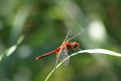 Sympetrum flaveolum