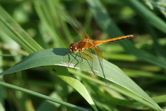 Sympetrum flaveolum