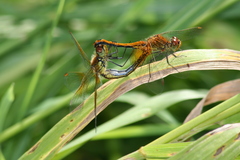 Sympetrum flaveolum