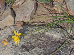 Ixia dubia