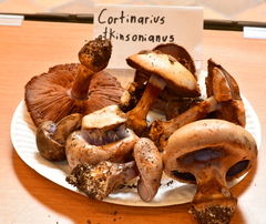 Cortinarius atkinsonianus