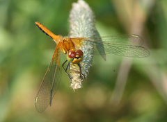 Sympetrum flaveolum