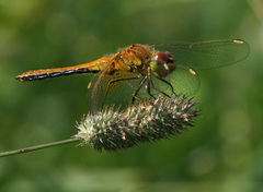 Sympetrum flaveolum