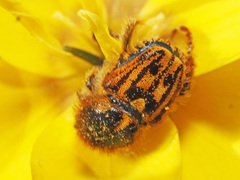 Goniaspidius