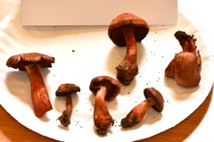 Cortinarius rubripes