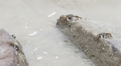 Grapsus albolineatus